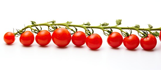 Poster - Vibrant Array of Ripe Fresh Tomatoes Arranged Neatly on Clean White Surface