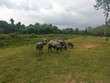 Thai buffalo herd in grass field