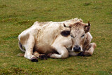 Fototapeta  - krowa maderyjska
