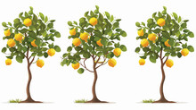 Lemon Trees With Fruit - Isolated On White Background