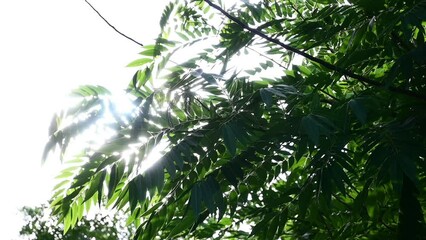 Wall Mural - green leaves sway with wind and sunlight