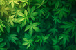 CBD Beautiful background green cannabis flowers.Cannabis Sativa Leaves On Dark - Medical Legal Marijuana.cbd oil - medical marijuana concept,alternative herb medicine. 