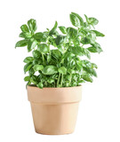 Fototapeta Konie - Isolated of basil potted in terracotta plant pot.  Front view