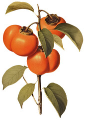 Wall Mural - Persimmon isolated on transparent background old botanical illustration