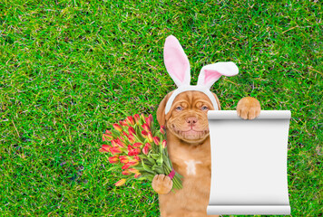 Aufkleber - Smiling Mastiff puppy wearing easter rabbits ears holds bouquet of tulips and shows empty notepad and lies on its back on summer green grass. Top down view. Empty space for text
