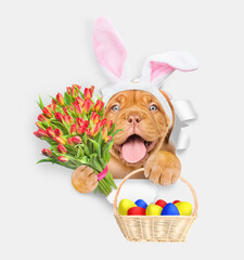 Aufkleber - Happy Mastiff puppy wearing easter rabbits ears holds basket of painted easter eggs and bouquet of tulips and looks through the hole in white paper