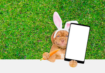 Wall Mural - Smiling Mastiff puppy wearing easter rabbits ears holds carrot and big smartphone with white blank screen in it paw above empty white banner.  Empty space for text