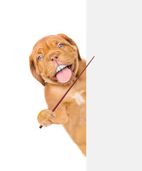 Mastiff puppy with funny big teeth looks from behind empty white banner and points away on empty space. Isolated on white background