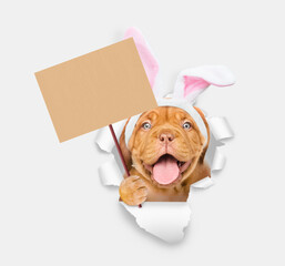 Poster - Happy Mastiff puppy wearing easter rabbits ears looks through the hole in white paper and shows empty placard