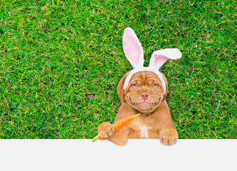 Aufkleber - Smiling Mastiff puppy wearing easter rabbits ears holding carrot lying on its back on summer green grass above empty white banner.  Empty space for text