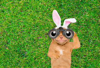 Aufkleber - Happy puppy wearing easter rabbits ears looks through binoculars on green grass. Top down view