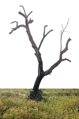 Wall Mural - Dead tree on gentle grassy slope