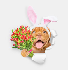 Aufkleber - Happy Mastiff puppy wearing easter rabbits ears holds bouquet of tulips and looks through the hole in white paper