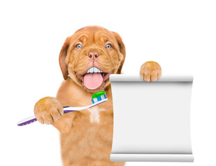 Poster - Mastiff puppy with funny big teeth holds toothbrush and empty list. isolated on white background