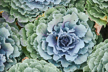 Green Leaves Of Decorative Cabbage, Green Leaves Of A Head Of Cabbage (Brassica Oleracea), Cruciferous Family