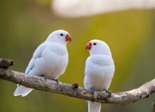 Two White Birds 