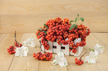 Red rowan berries on a rowan tree. with green leaves. They are in a wooden basket. A rowan tree on a branch. Ashberry. non-GMO. low-growing woody plants of the apple family (Rosales).Still-life	