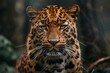 a close up of a Amur Leopard looking at the camera