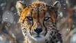 Cheetah Alert Intense Hunting Gaze