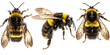 Collection of a flying bumblebee, bee and wasp isolated on a white or transparent background