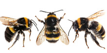 Collection Of A Flying Bumblebee, Bee And Wasp Isolated On A White Or Transparent Background