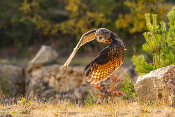Wall Mural - the great eagle owl (bubo bubo) is a large species of owl in the strigidae family. it is the largest
