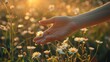 Closeup of Female Traveler's Hand Touching Summer Flower Meadow