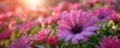 Blooming Pink Daisy Radiates in Sunlit Garden. Concept Floral Beauty, Pink Daisy, Sunlit Garden, Blooming Flowers, Nature Photography