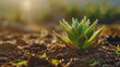 agave plant on the fertile soil