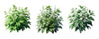set of plant  isolate on transparent background