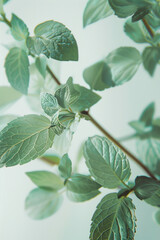 Wall Mural - green peppermint, on a white background