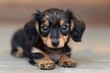 Adorable Black and Brown Dachshund Puppy Staring at the Camera