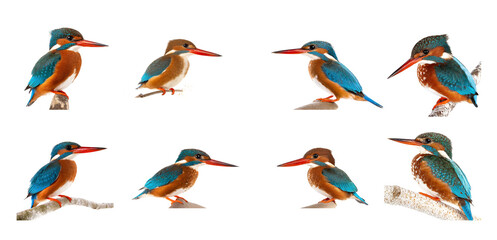 Wall Mural - set of colorful Kingfishers birds isolated on white background, cutout