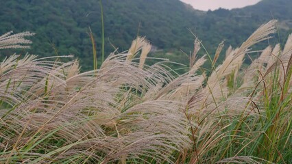 Wall Mural - silver grass wave over the mountain