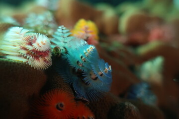 Christmas Tree Tubeworm