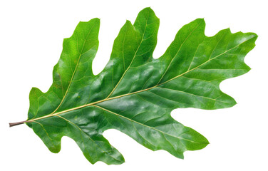 Wall Mural - Green oak leaf with detailed veins on transparent background - stock png.