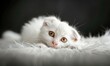White Scottish Fold kitten on white blanket, close-up portrait