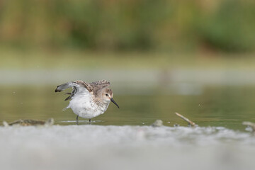 Wall Mural - After bathing, fine art portrait of dunlin (Calidris alpina)