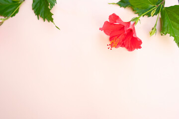 Wall Mural - Tropical leaves and flowers over beige background, summer background with copy space