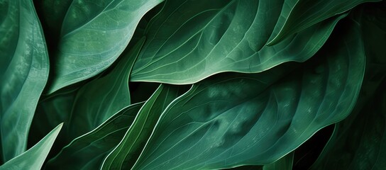 Wall Mural - Vibrant Green Leaf Texture Nature Background