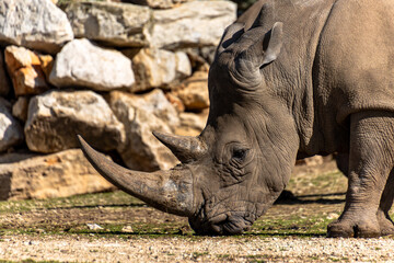 Wall Mural - rhinocéros, en gros plan, dans un parc	