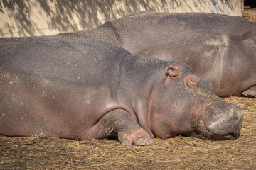 Wall Mural - gros plan sur un hippopotame faisant une sieste	