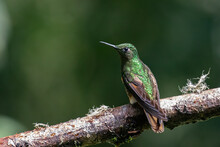 Buff-Tailed Coronet Hummingbird Perched On A Log Against A Green Background