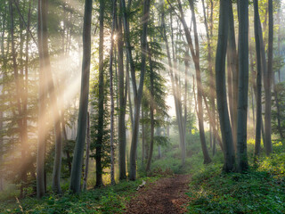 Wall Mural - Footpath through Natural Beech Forest with Sunbeams through Morning Fog