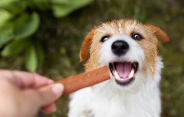 Wall Mural - Hand giving snack treat to a healthy dog. Teeth cleaning, pet dental care background. Funny puppy face.