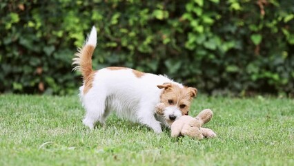 Wall Mural - Playful active, hyper dog puppy playing with her toy in the grass, chewing and biting it