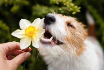 Wall Mural - Happy cute smiling dog face smelling, eating easter flower in spring