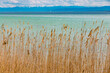 Beautiful landscape view of dry reed on the shore of the famous Lake Constance (Bodensee) in Germany with the Alps in the background.