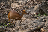 Fototapeta Zwierzęta - Southern Red Muntjac - Muntiacus muntjak, beatiful small forest deer from Southeast Asian forests and woodlands, Nagarahole Tiger Reserve, India.