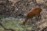 Fototapeta Zwierzęta - Southern Red Muntjac - Muntiacus muntjak, beatiful small forest deer from Southeast Asian forests and woodlands, Nagarahole Tiger Reserve, India.